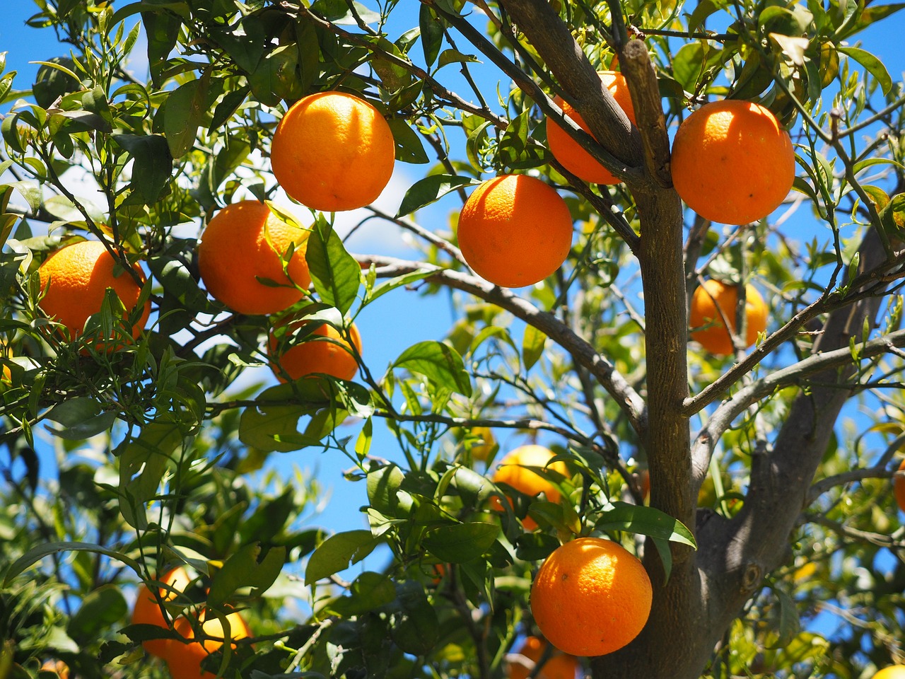 que faire avec des oranges qui pourrissent